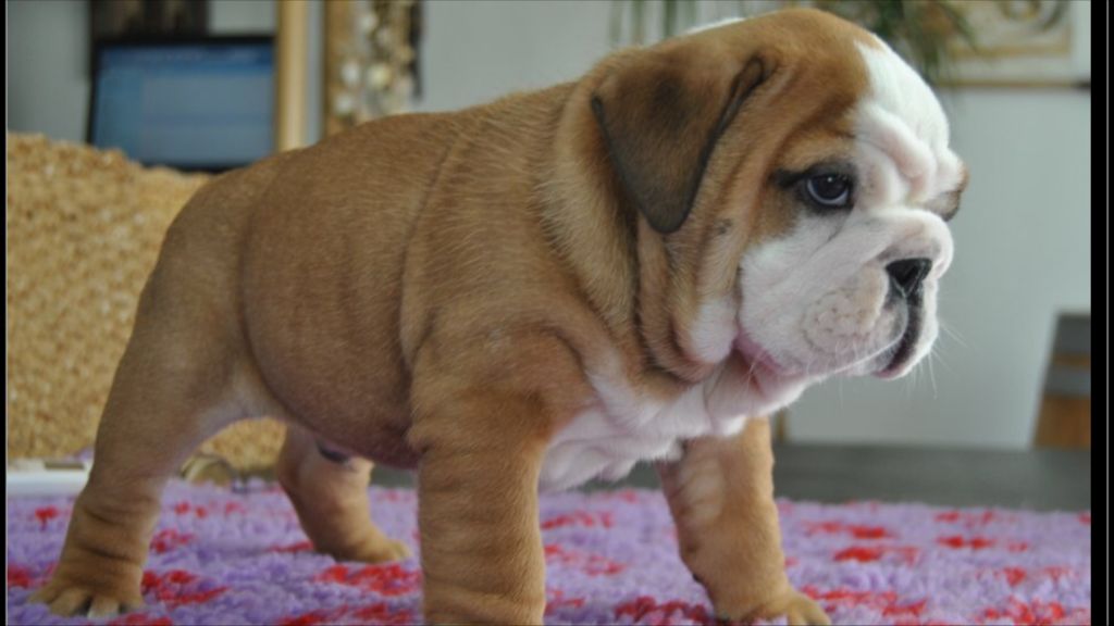 Maximus